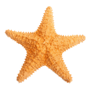 Sea Star