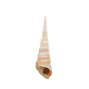 Shell 1